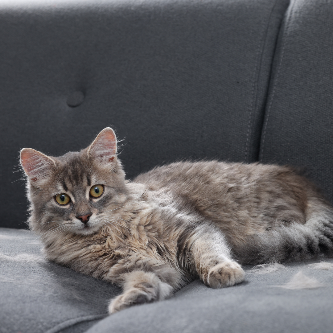 How to Keep Indoor Cats Happy, Active, and Stimulated