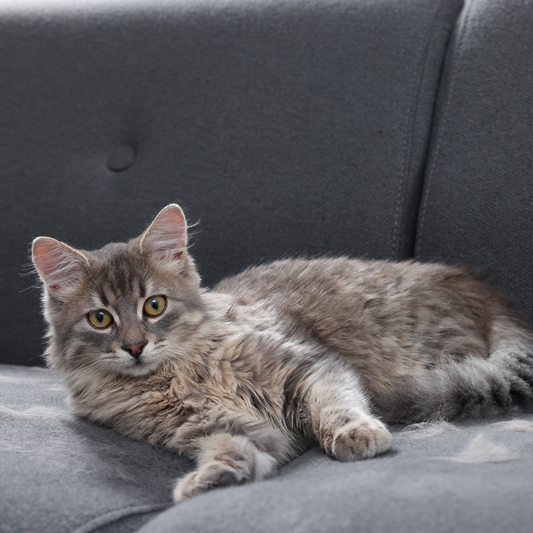 How to Keep Indoor Cats Happy, Active, and Stimulated