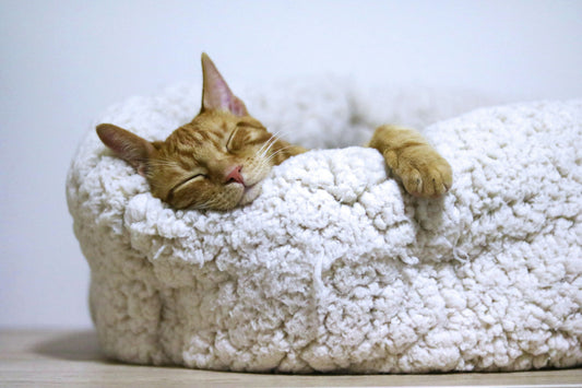 How to Choose the Perfect Cat Bed