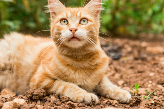 Understanding Your Cat’s Body Language