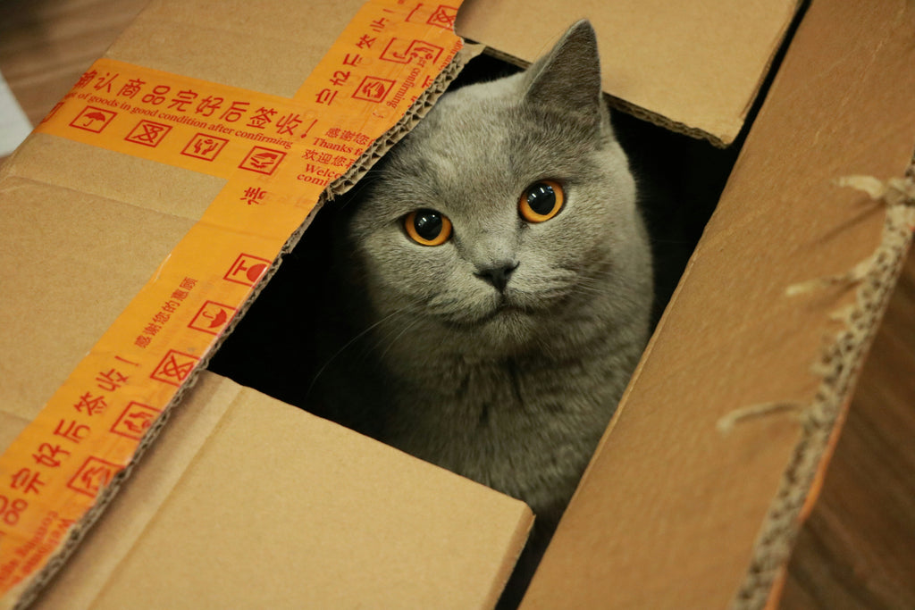 Reliable Delivery You Can Trust, Without the Rush