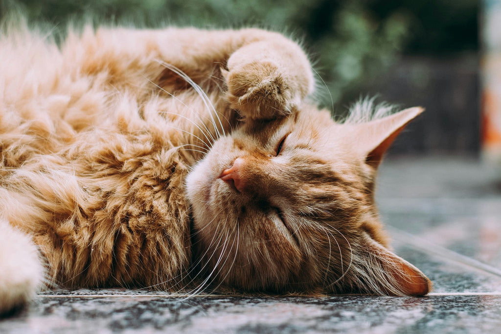Stop Cat Hair Taking Over Your Home