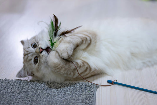 5 Simple Ways to Keep Your Indoor Cat Active